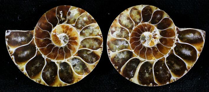 Small Desmoceras Ammonite Pair - #21418